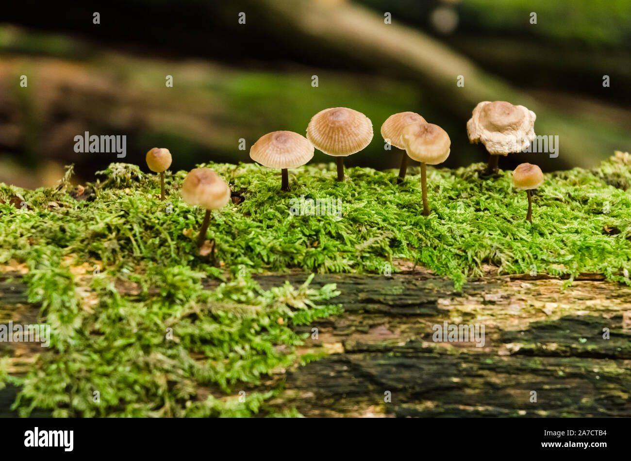 Close-up Makro des ungeniessbaren Pilze, Mycena Mycena galericulata gemeinsamen Motorhaube, Pilze im Herbst in einem Wald in Deutschland, Westeuropa Stockfoto