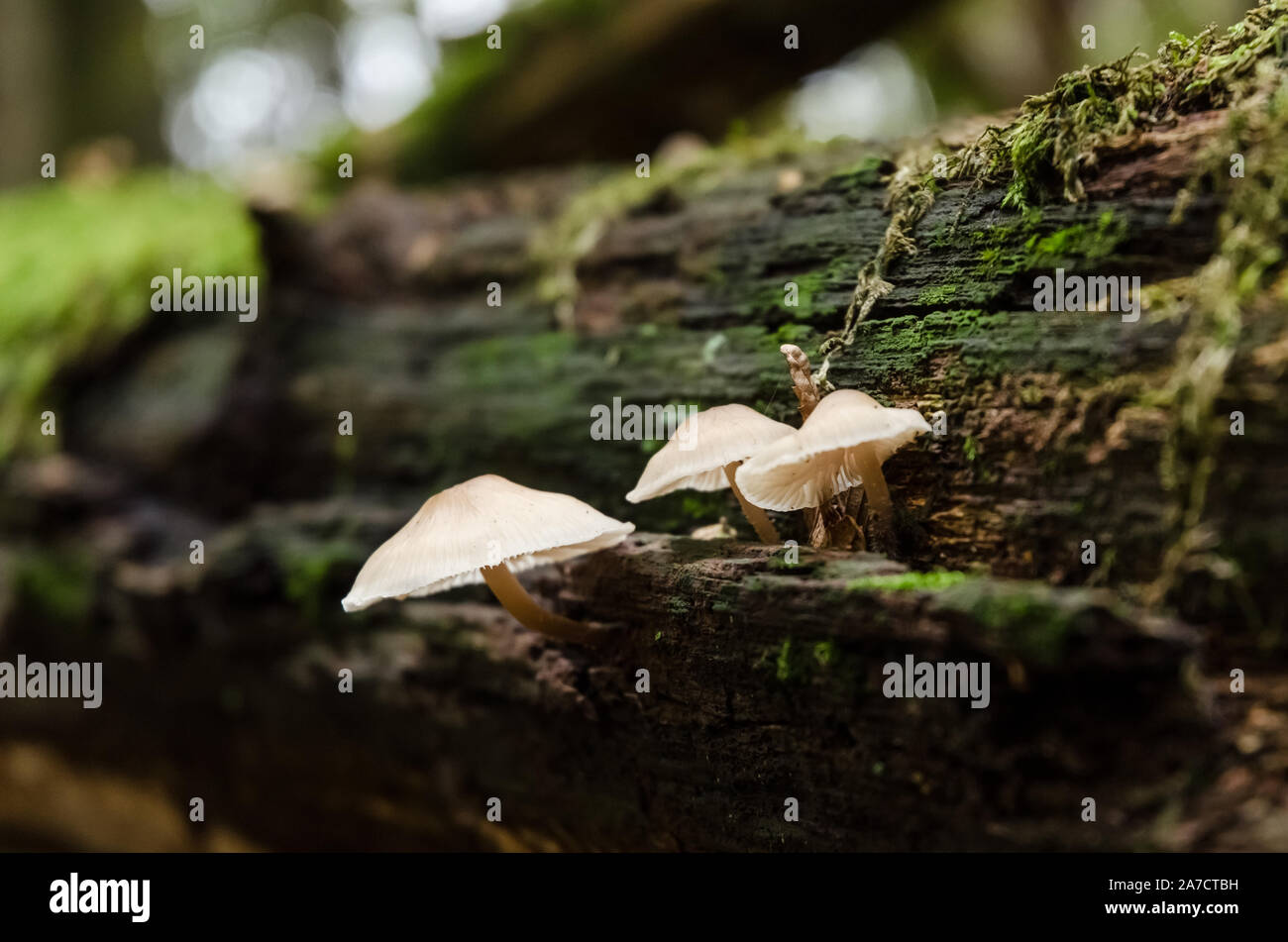 Close-up Makro des ungeniessbaren Pilze, Mycena Mycena galericulata gemeinsamen Motorhaube, Pilze im Herbst in einem Wald in Deutschland, Westeuropa Stockfoto