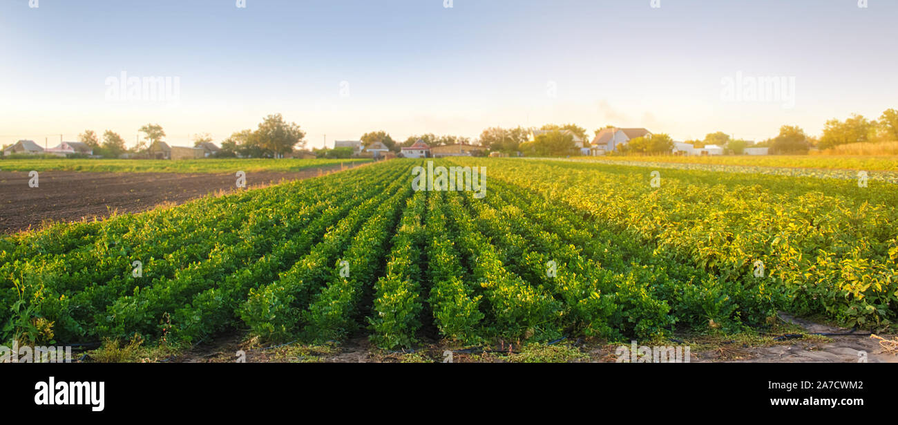 Sellerie Plantagen im Licht der untergehenden Sonne. Wachsende Bio Gemüse. Umweltfreundliche Produkte. Agrar- und Landwirtschaft. Plantation Anbau. Selektive Stockfoto