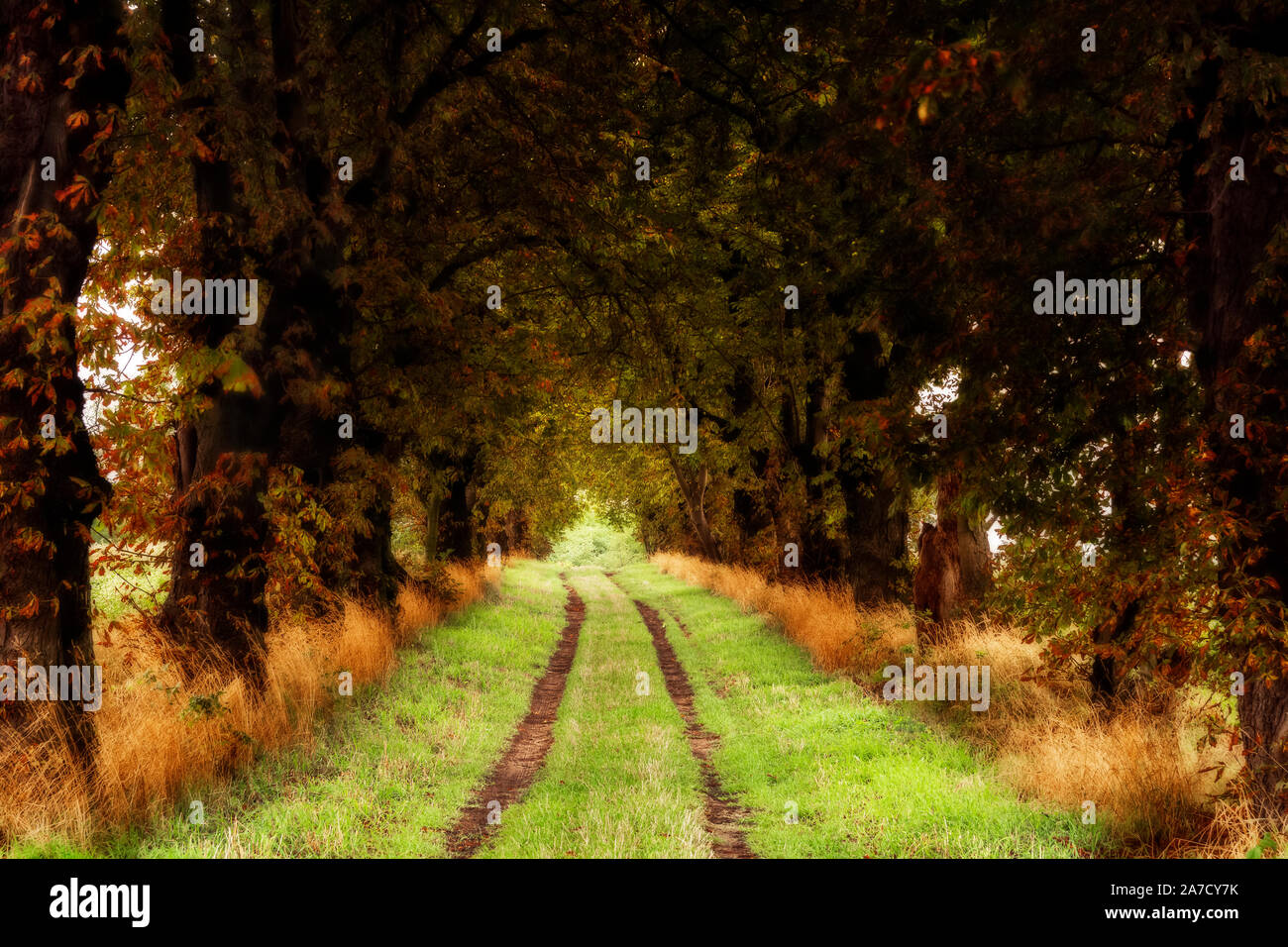 Ein Wald im Herbst Farben Stockfoto