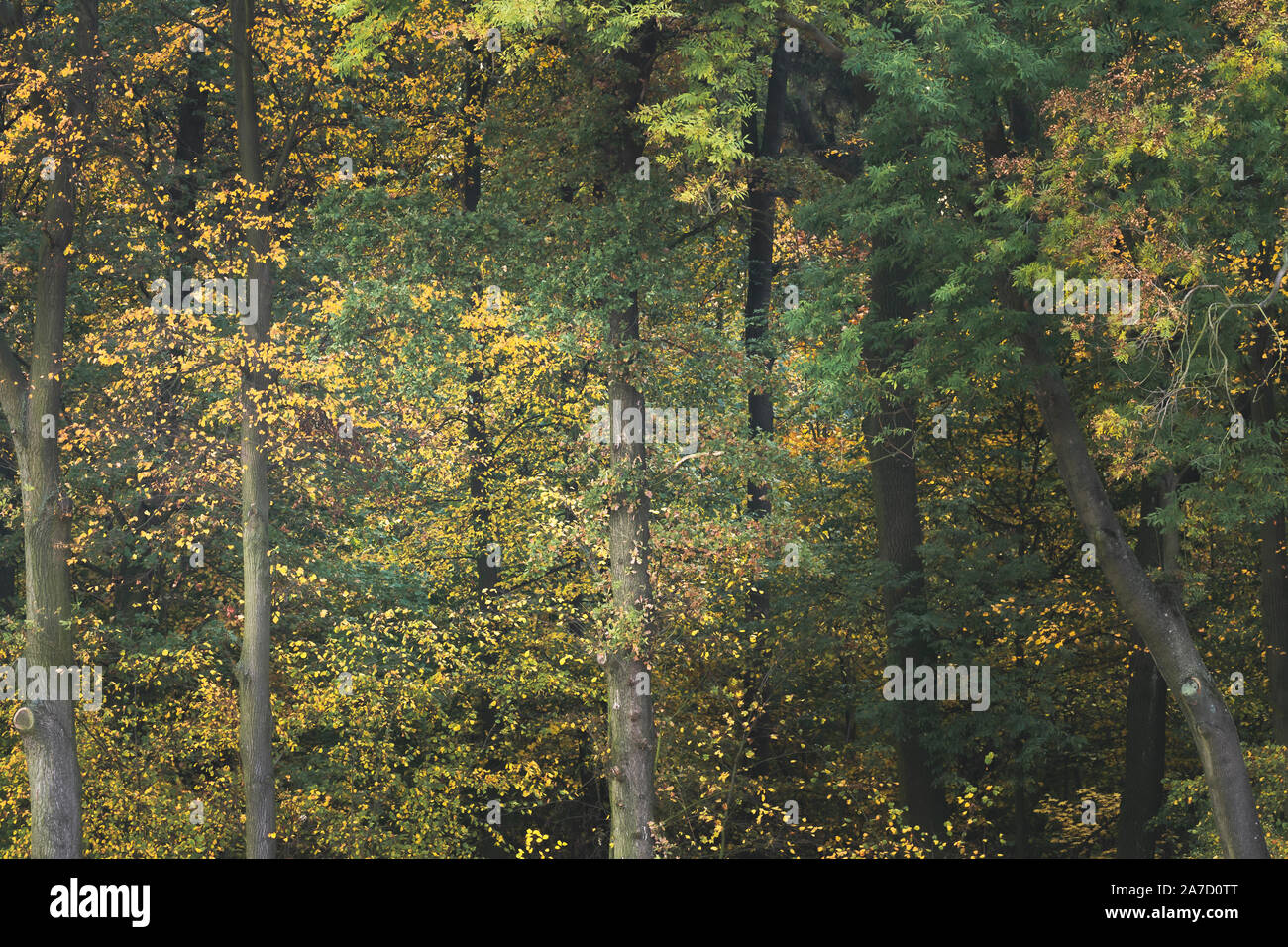 Ein Wald im Herbst Farben Stockfoto