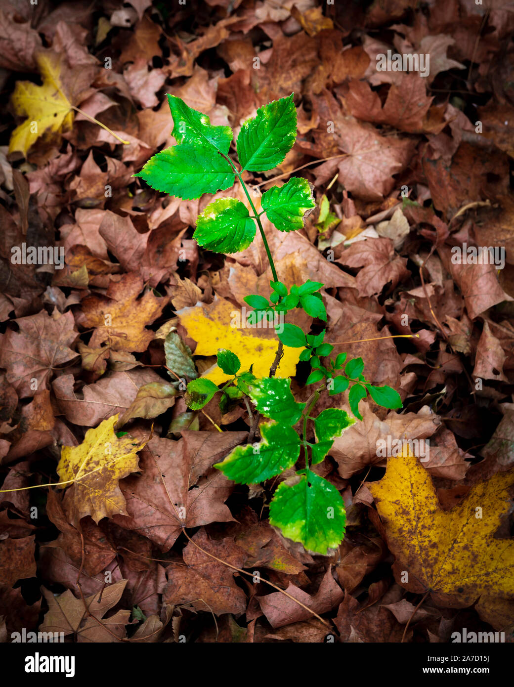 Junge Baum im Herbst Blätter Stockfoto