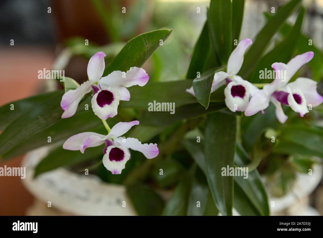 Edle Dendrobium nobile Dendrobium (Hybrid), Portugiesisch: Dendrobio, Olho-de-boneca. Orchid Flower, bunten Blüten, Asuncion, Paraguay Stockfoto