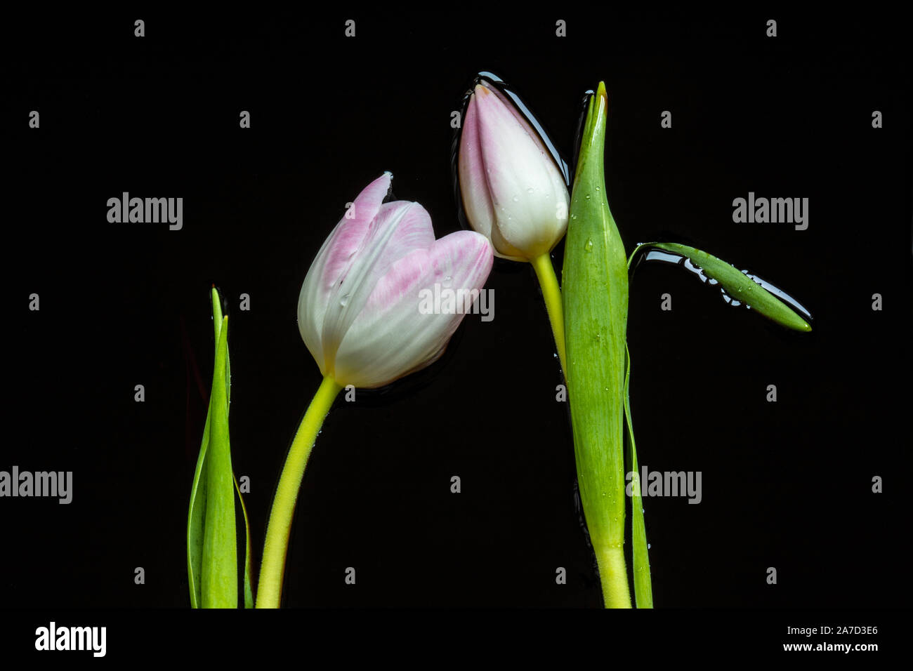 Tulpen in schwarze Flüssigkeit Stockfoto