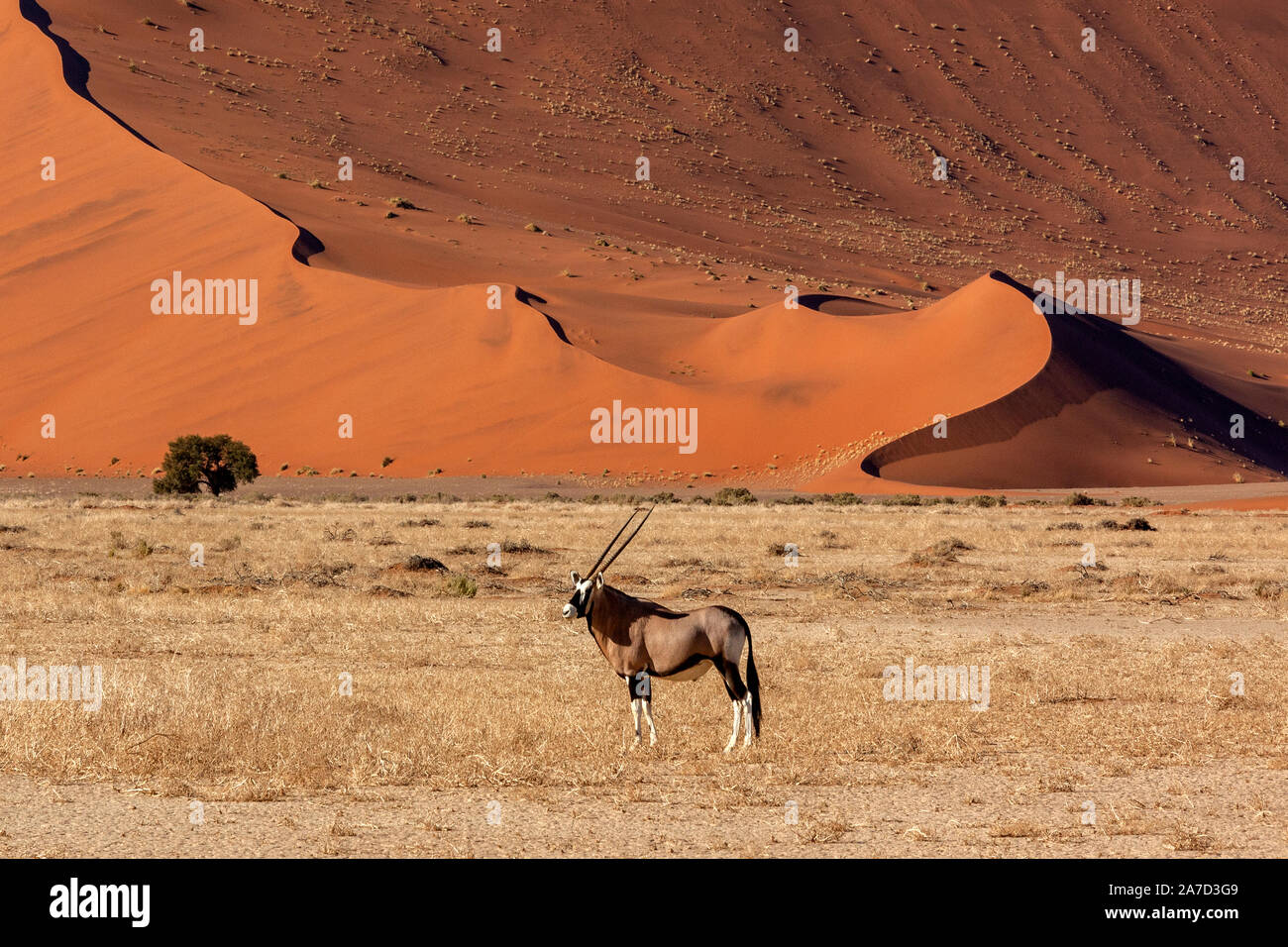 Oryx Antilope (Oryx gazella) in die Wüste Namib in der Nähe von Sossusvlei in Namibia, Afrika. Stockfoto