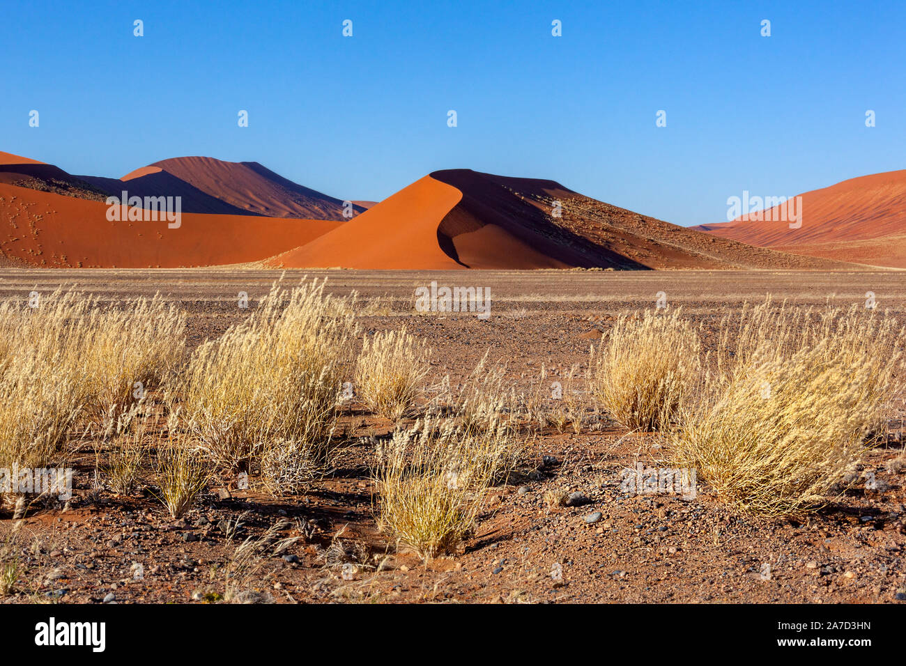 Sanddüne in der frühen Morgensonne in der Nähe von Sossusvlei in der Namib Wüste in Namibia, Afrika. Stockfoto