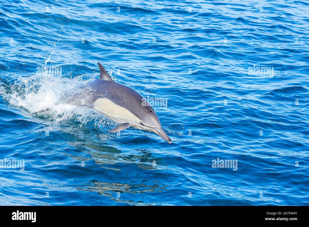 Springen gemeinsame Dolphin Stockfoto