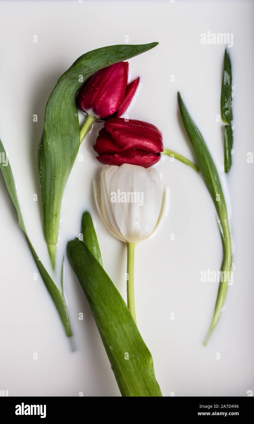 Tulpen in weiße Flüssigkeit Stockfoto