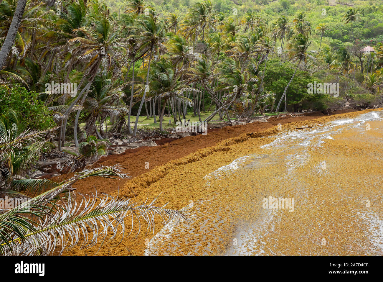 Sargassum Algen, die eine Bucht in Bequia Island, St. Vincent und die Grenadinen Stockfoto