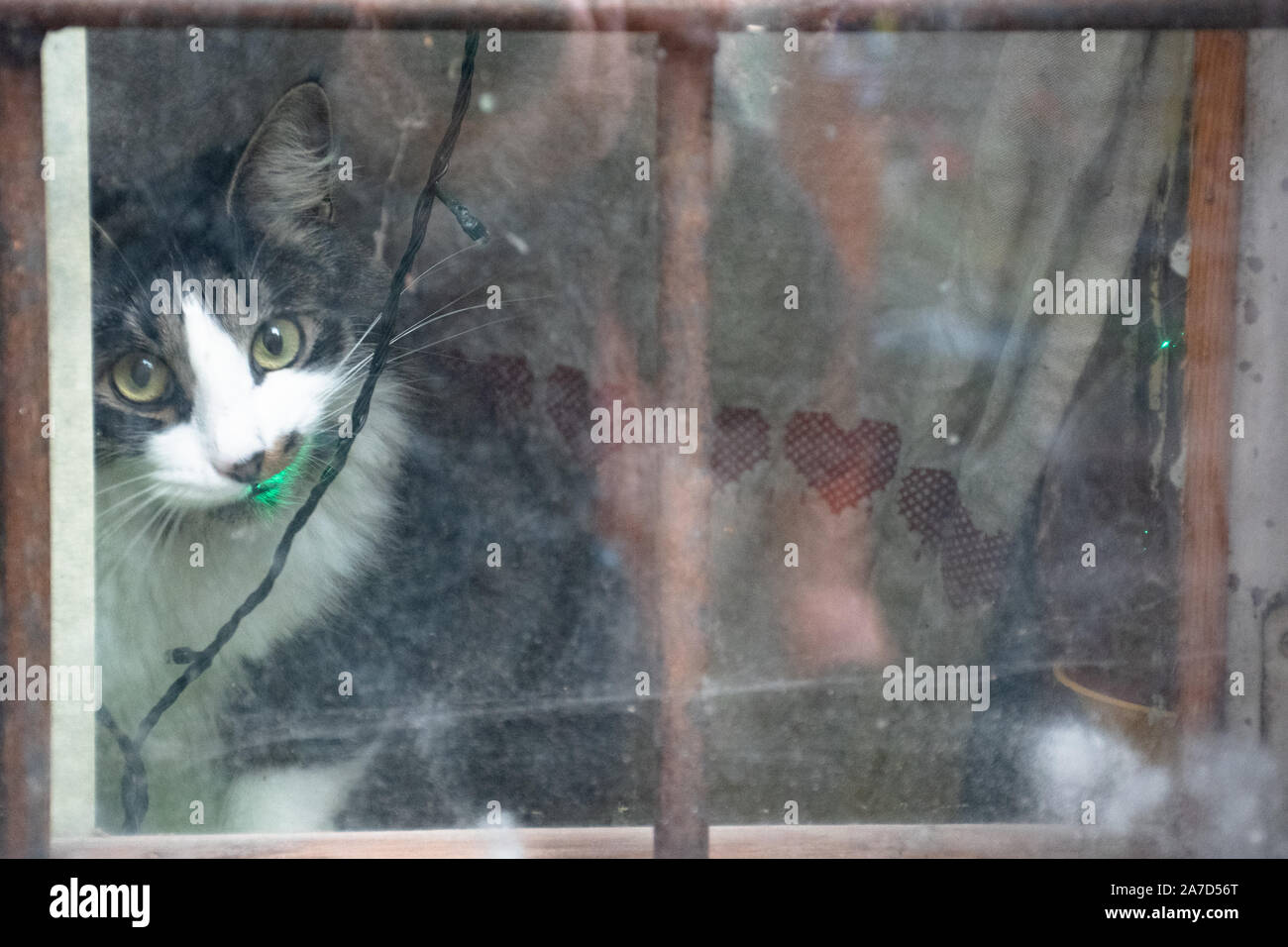 Schwarze und weiße Katze sitzt in der Nähe der dreckige Fenster mit Weihnachtsbeleuchtung Stockfoto