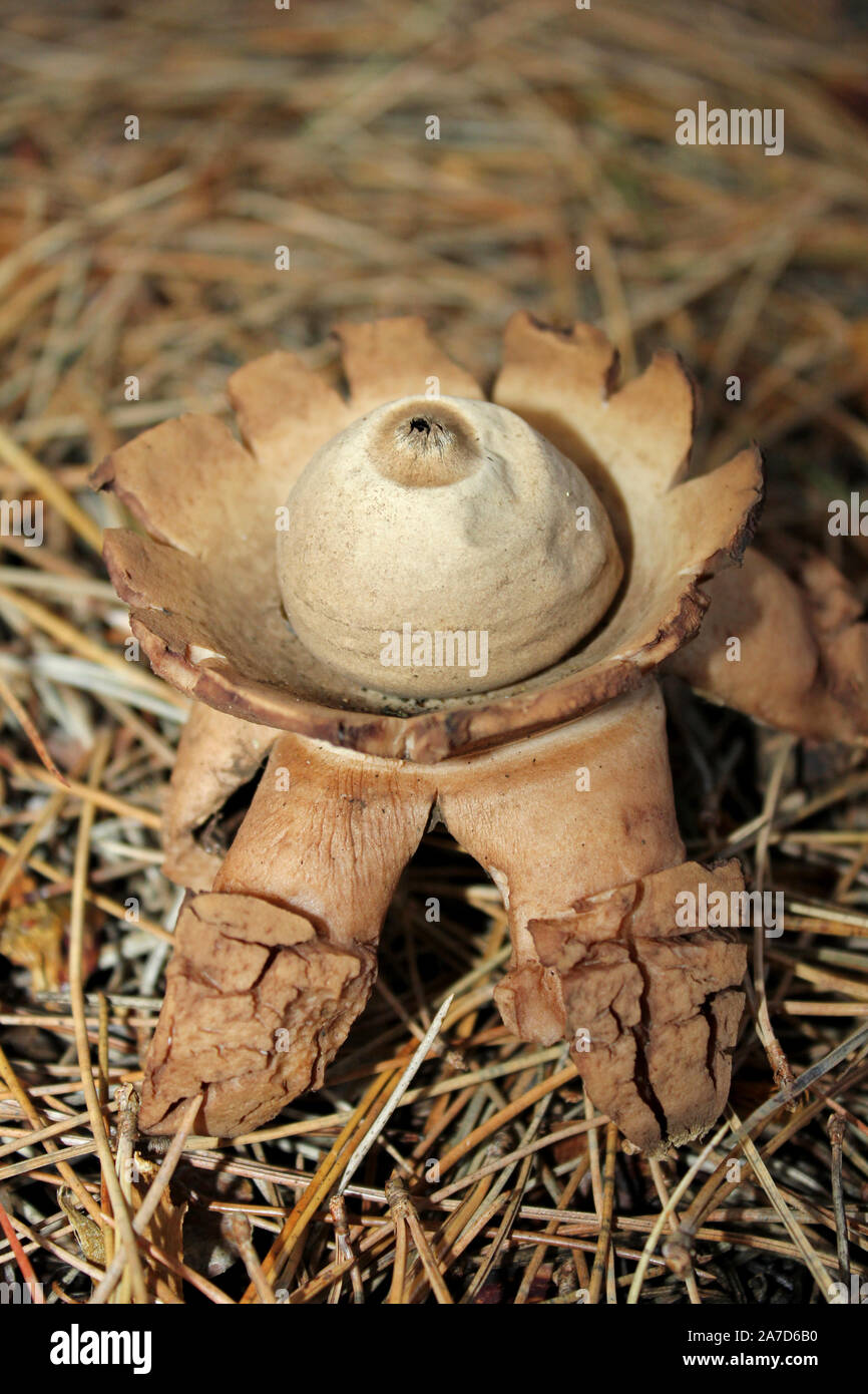 Mit Kragen Earthstar Geastrum triplex Stockfoto