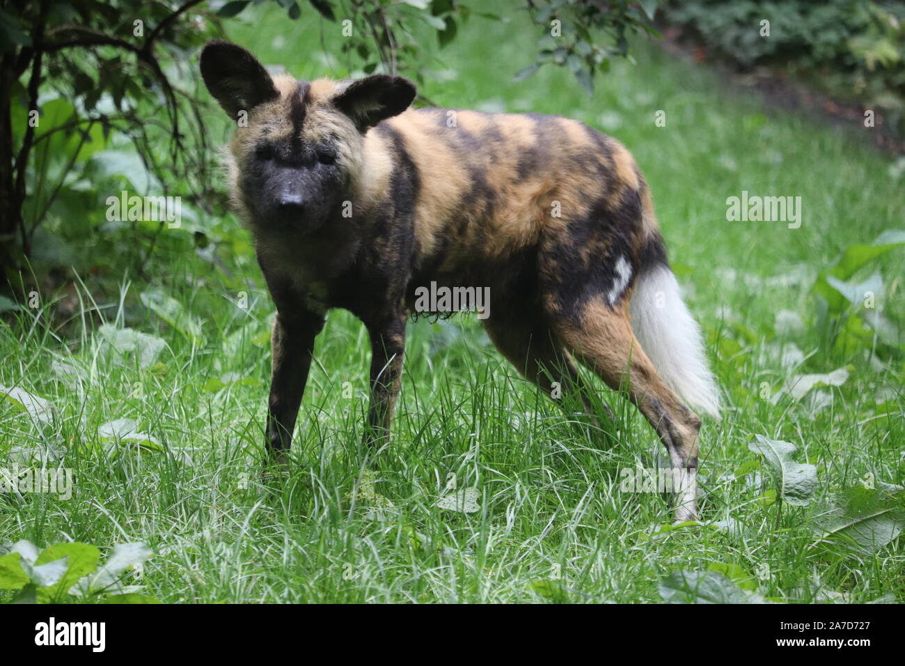 Männliche, Ochi Afrikanischer Wildhund (Lycaon pictus) Stockfoto