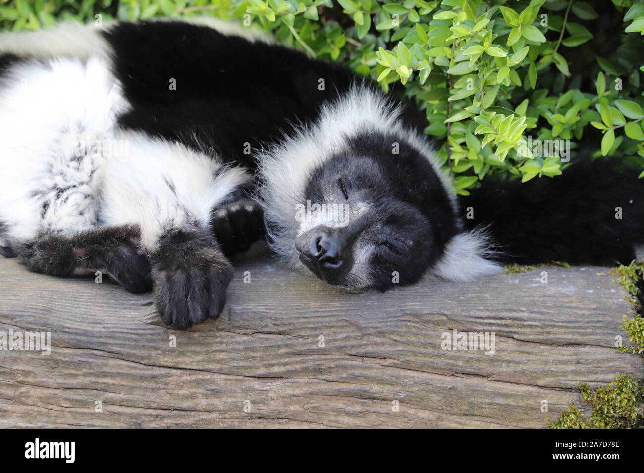 Schlafende Schwarze & Weiße Vari (Varecia variegata) Stockfoto