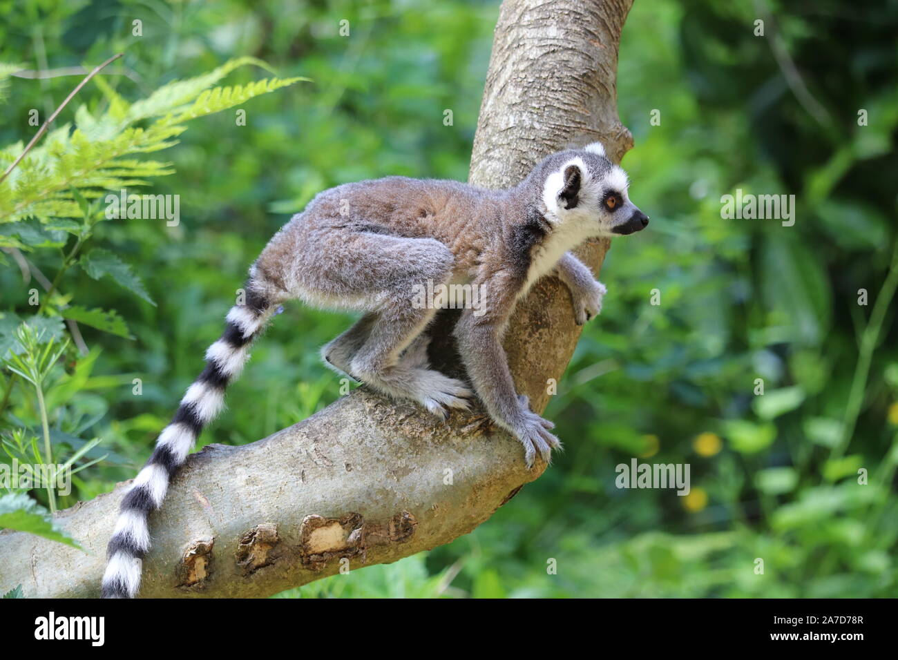Junge Ring Tailed Lemur, Spider (Lemur catta) Stockfoto
