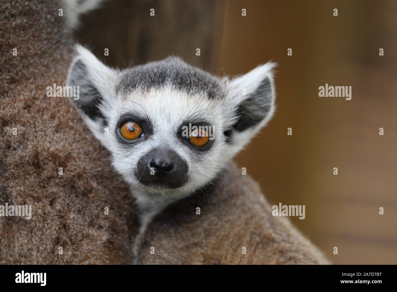 Junge Ring Tailed Lemur, Loki (Lemur catta) Stockfoto