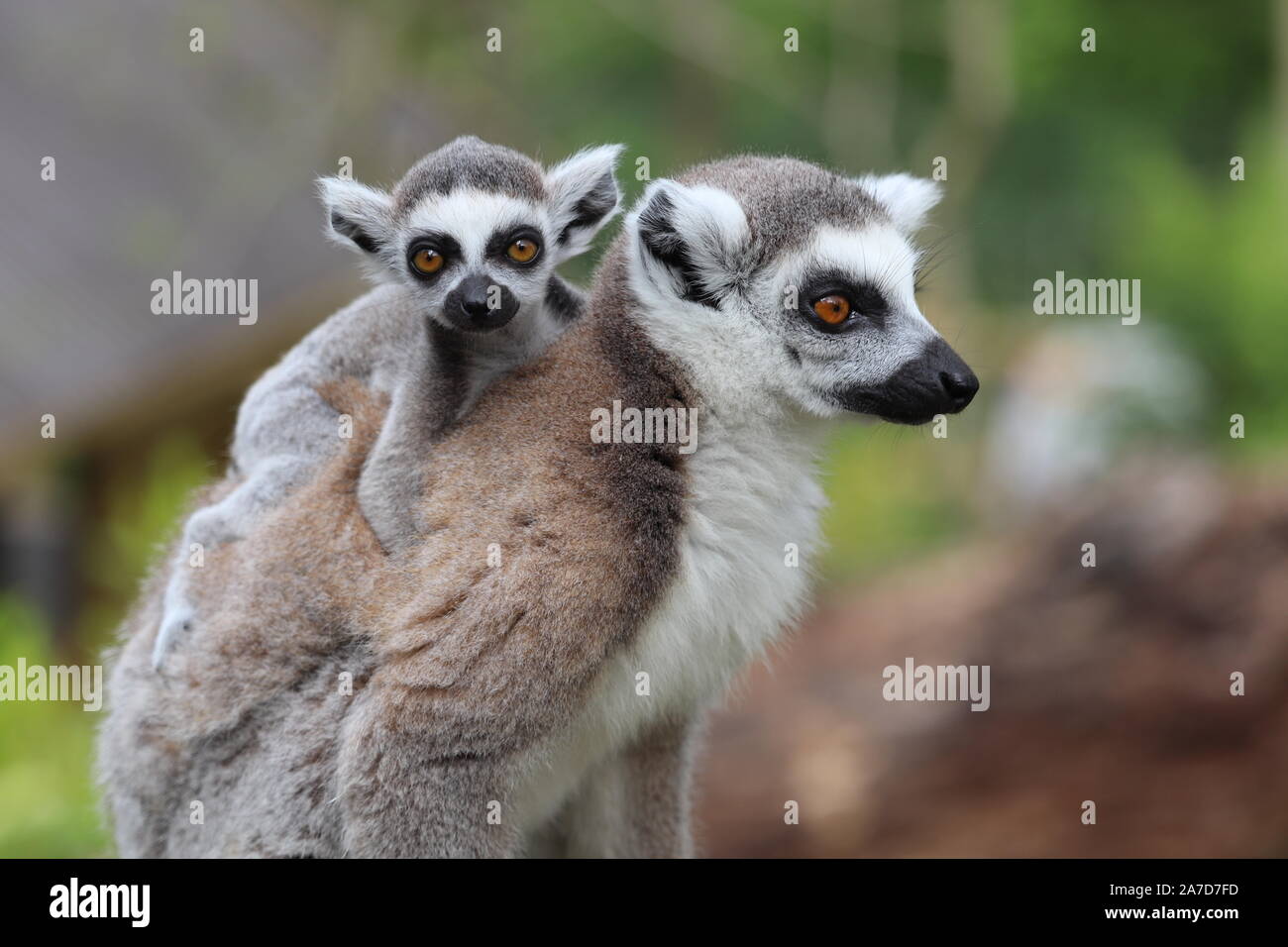 Weibliche Ring Tailed Lemur mit Baby auf dem Rücken (Lemur catta) Stockfoto