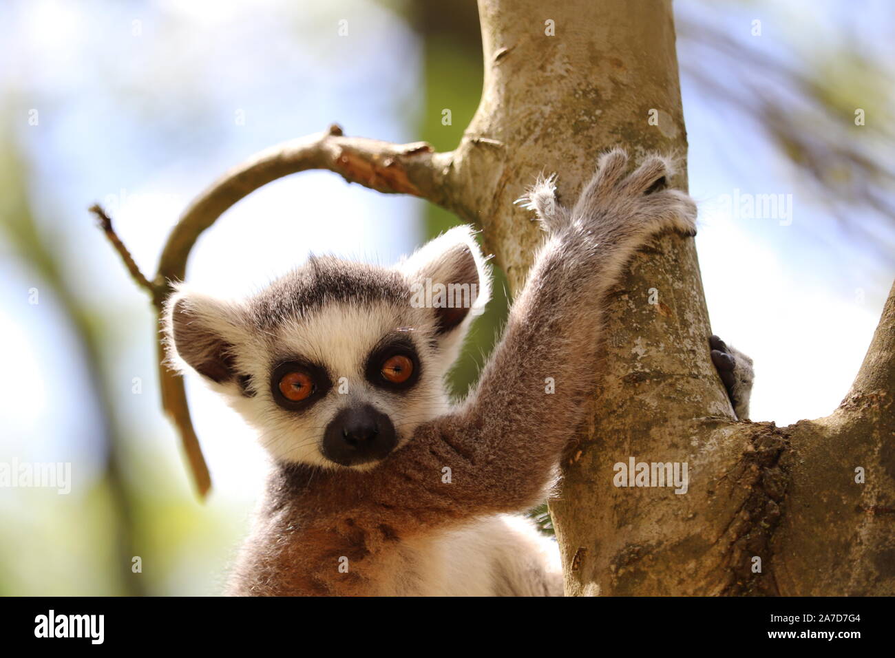 Junge Baby Ring Tailed Lemur, Loki (Lemur catta) Stockfoto