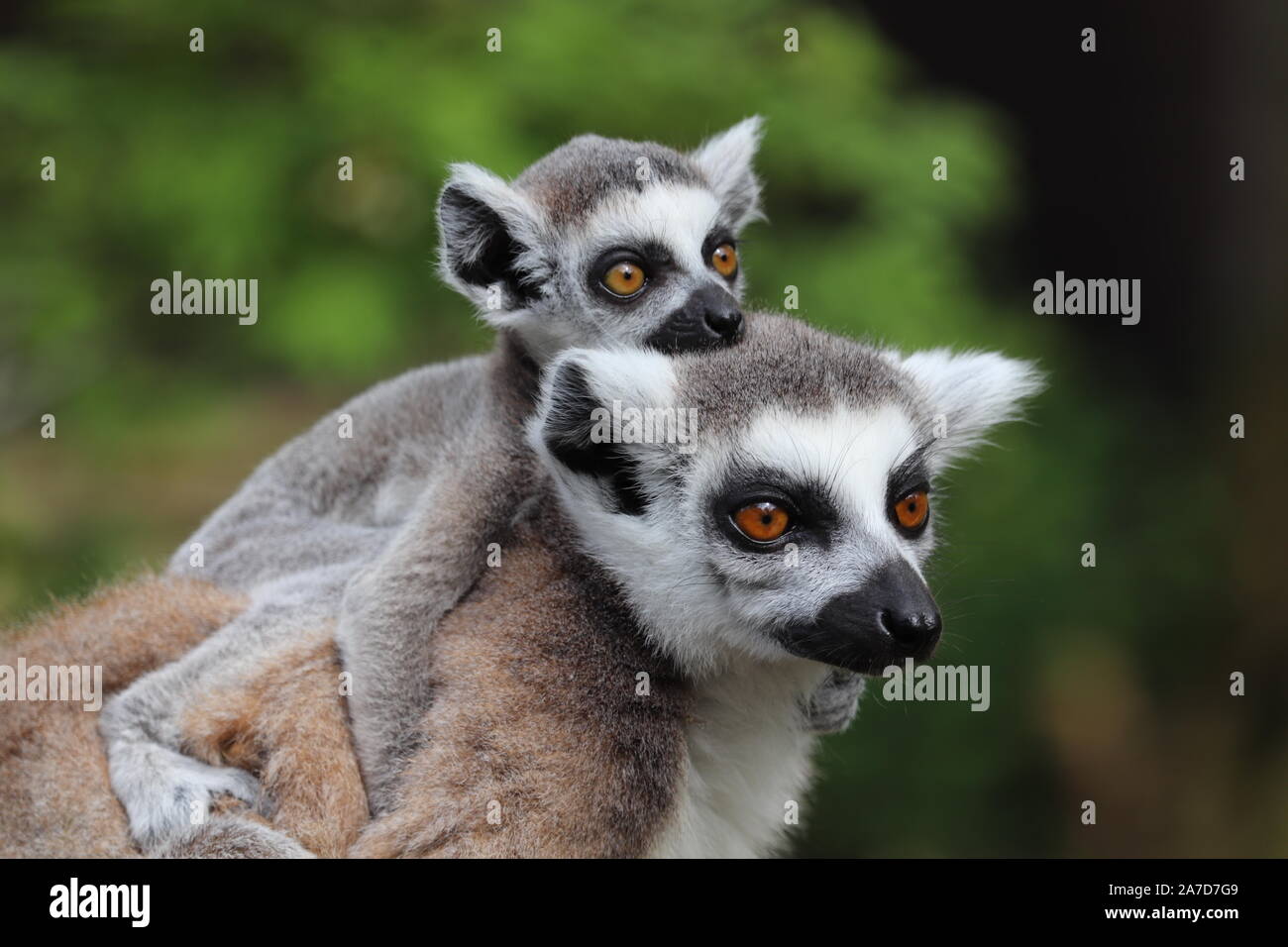 Weibliche Ring Tailed Lemur mit Baby auf dem Rücken (Lemur catta) Stockfoto