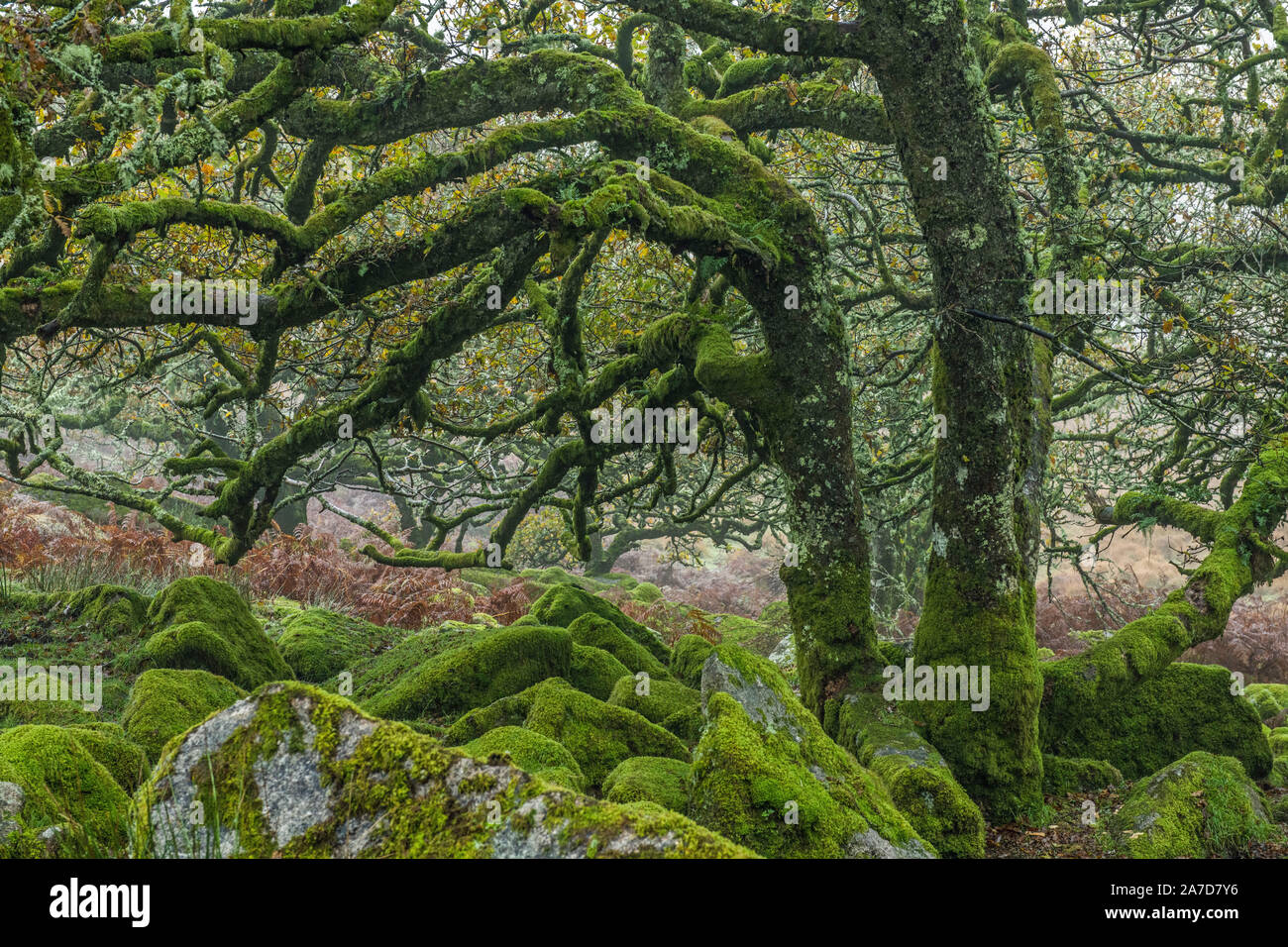 Wistmans Wood on Dartmoor, ein uraltes Eichenholz voller alter, gnarbiger verblüffter Eichen und moosbedeckter Granit-Felsbrocken in der Nähe Von Zwei Brücken. Stockfoto