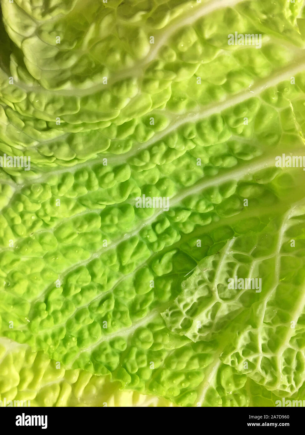 Nahaufnahme eines grünen Kohlblatt Stockfoto