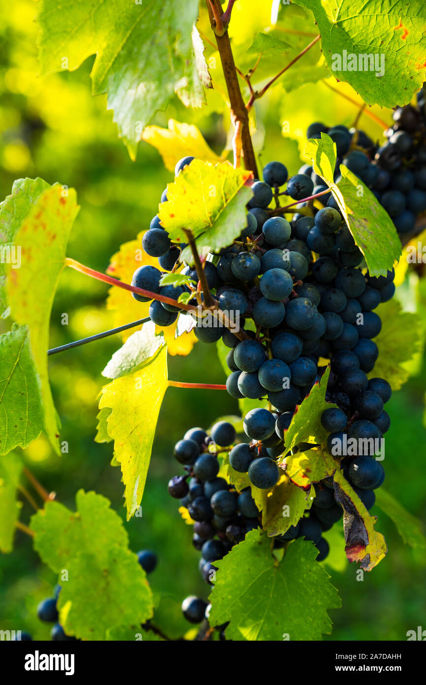 Deutschland, Schöne Nahaufnahme auf ripely blaue Trauben im sonnigen Tageslicht im Herbst zur Ernte bereit, lecker Stockfoto