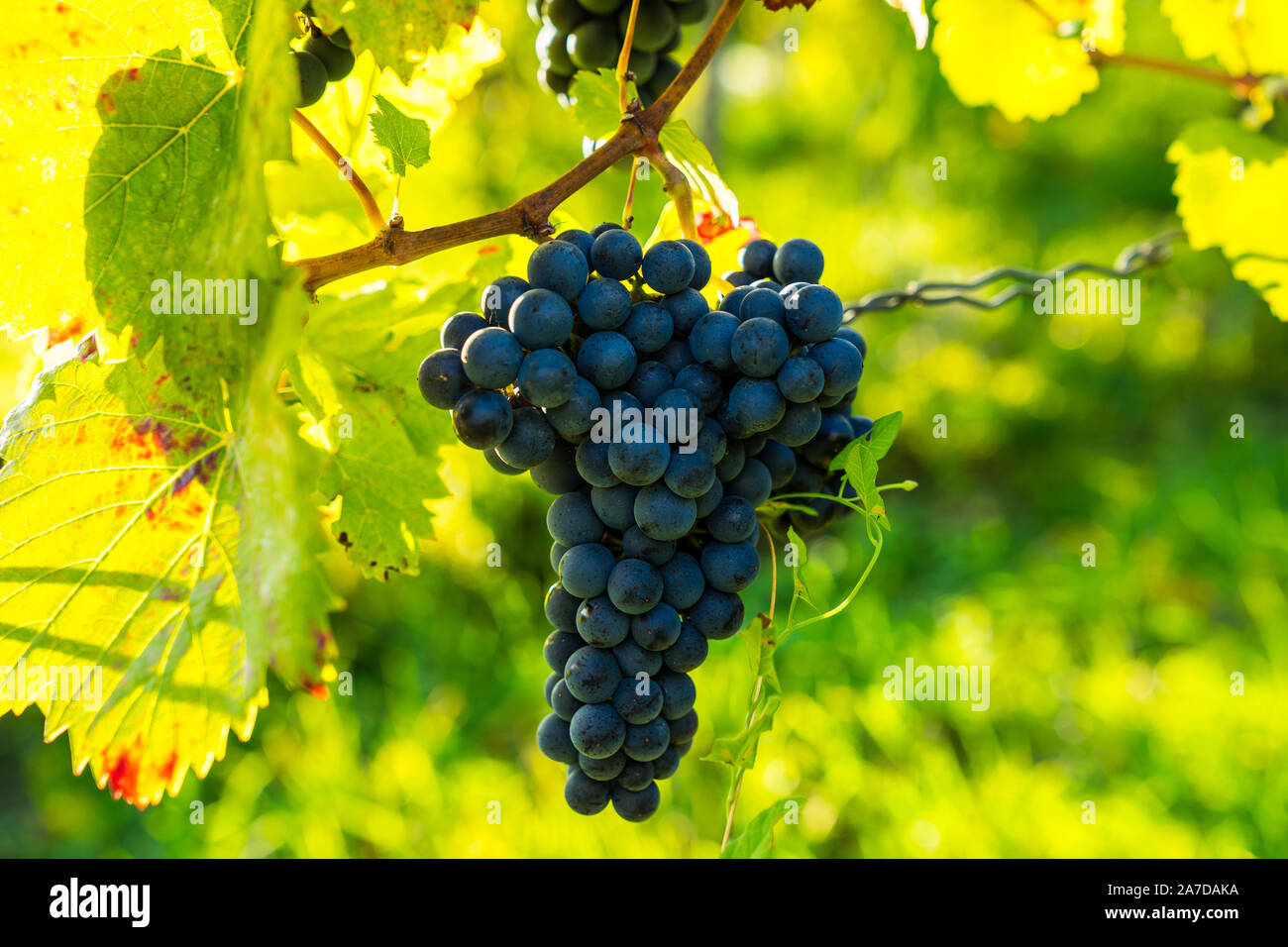 Deutschland, Reifen blaue Trauben bilden einen Weinstock im sonnigen Tageslicht im Herbst zur Ernte bereit, lecker in einem Weinberg Stockfoto