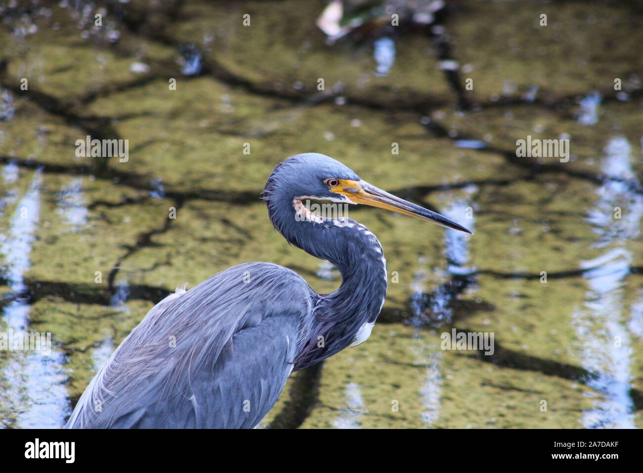 Blue Heron Stockfoto