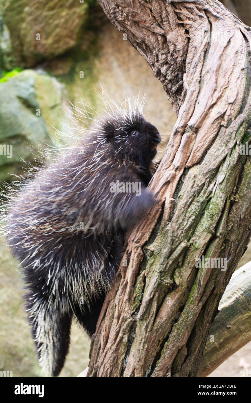Eine North American porcupine auf einem Baum Stockfoto