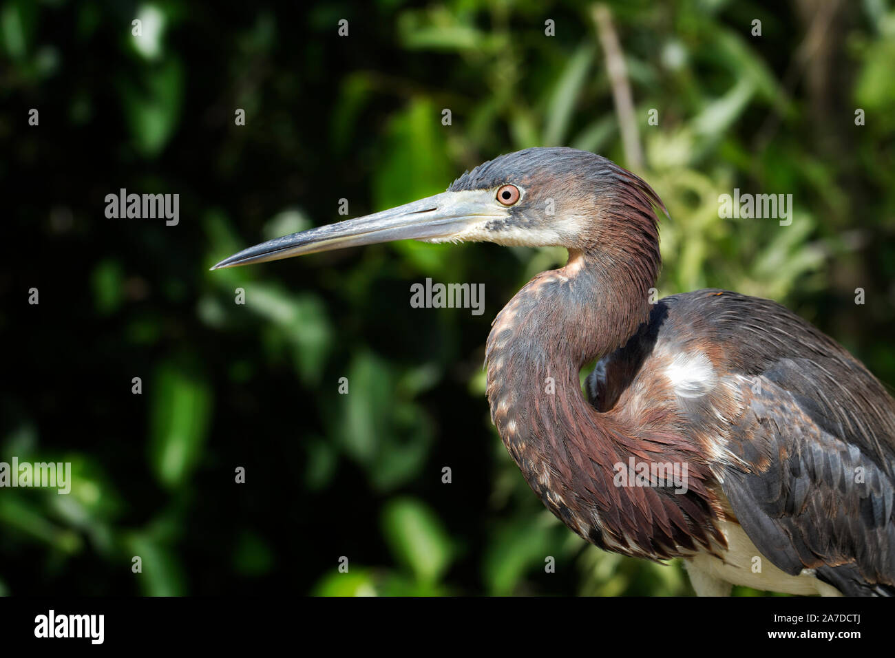 Junge Erwachsene Louisiana Reiher, Egretta tricolor, im Schatten des grünen Laub in gefilterten Licht gehockt Stockfoto