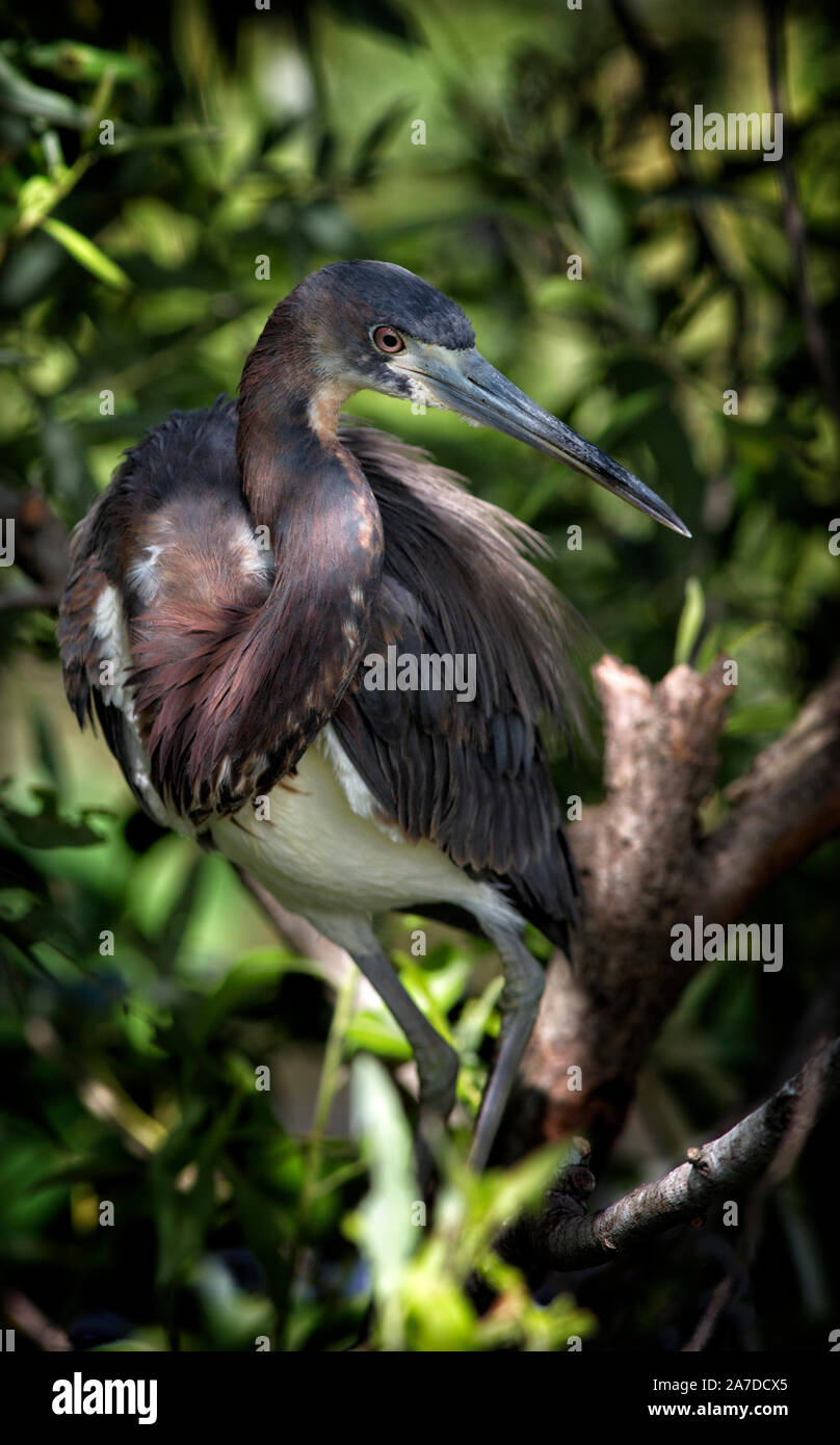 Junge Erwachsene Louisiana Reiher, Egretta tricolor, im Schatten des grünen Laub in gefilterten Licht gehockt Stockfoto