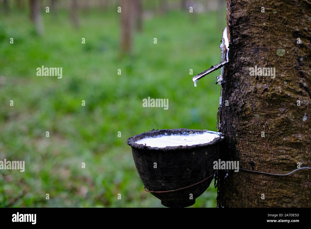 Frische milchigen Latex fließt in eine Plastikschüssel in von para Gummibaum Hevea Brasiliensis Stockfoto