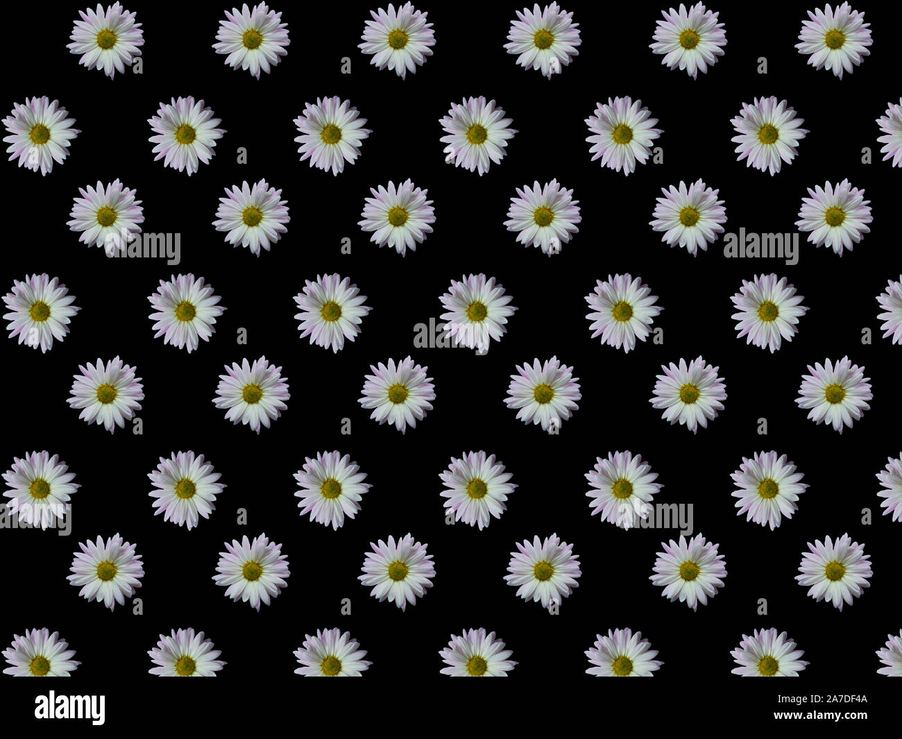 Muster der weißen Gänseblümchen auf einem schwarzen Hintergrund. Stockfoto