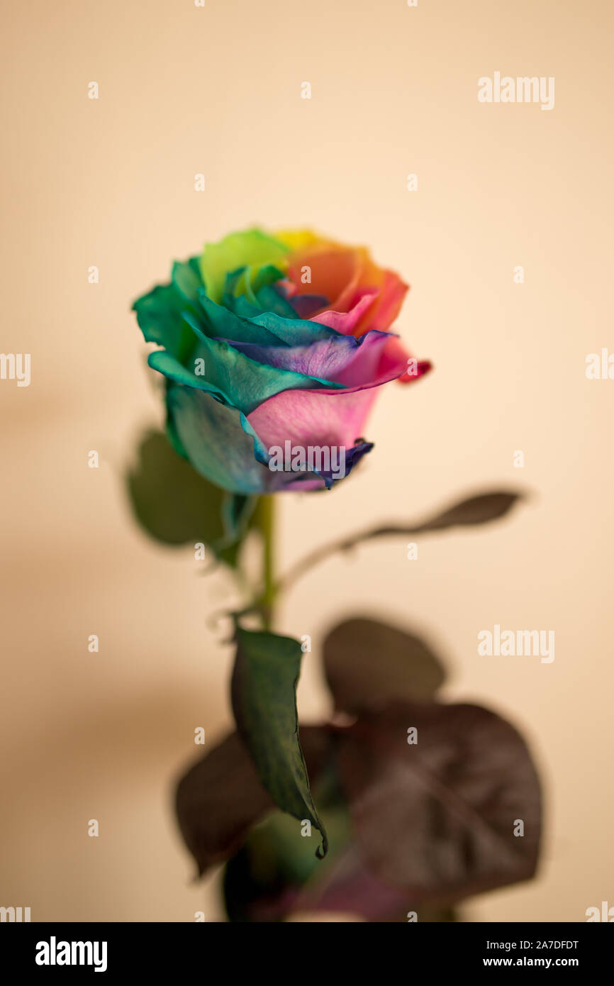 Erstaunlich rainbow Rose Blume Glück symbolisieren und Glück. Stockfoto