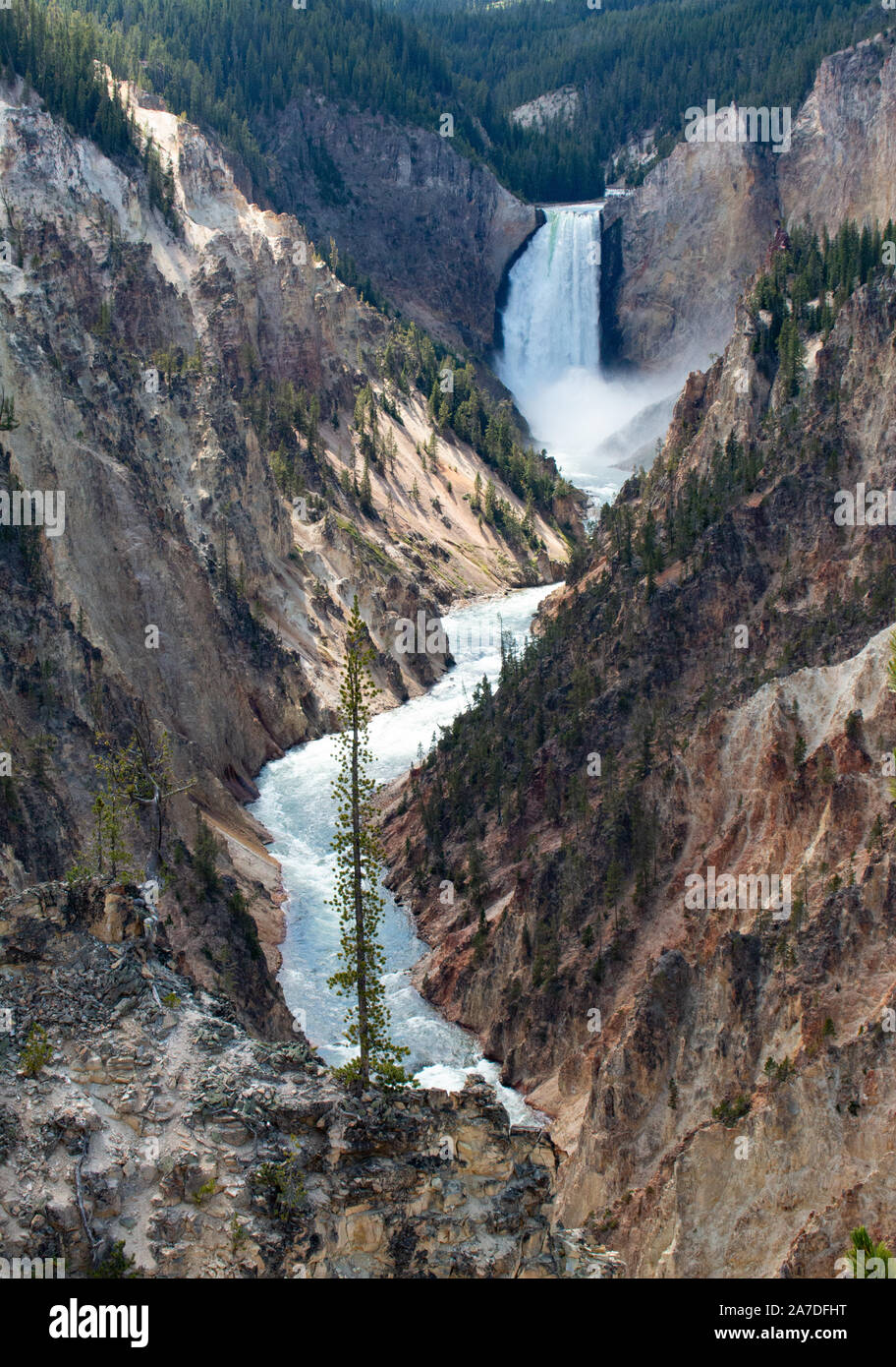 Ansicht der Yellowstone Canyon Yeelowstone fällt mit Lone Pine Stockfoto