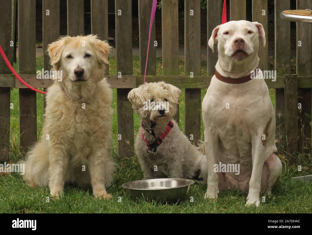 Drei Hunde gebunden bis zu Zaun ansehen Alexandra Park, London September Stockfoto