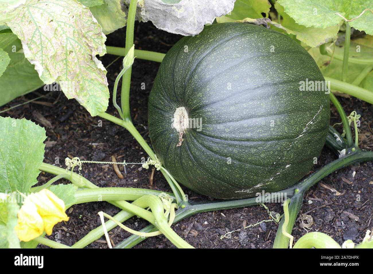 Farbe Abbildung mit Kürbis oder Squash in einem Garten oder Zuteilung wachsende Stockfoto