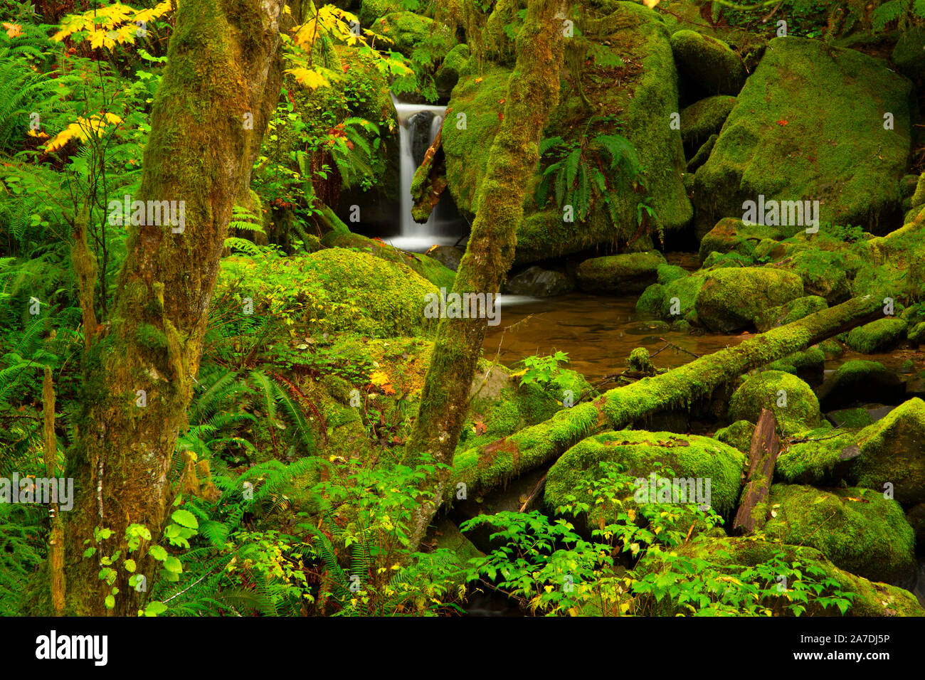 Nebenfluss Creek in der Nähe von South Fork Coquille River, Siskiyou National Forest, Oregon Stockfoto