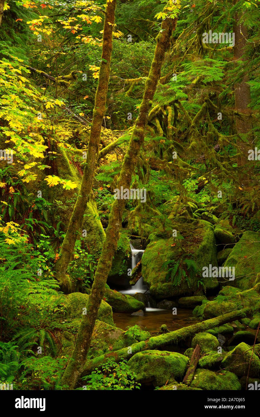 Nebenfluss Creek in der Nähe von South Fork Coquille River, Siskiyou National Forest, Oregon Stockfoto