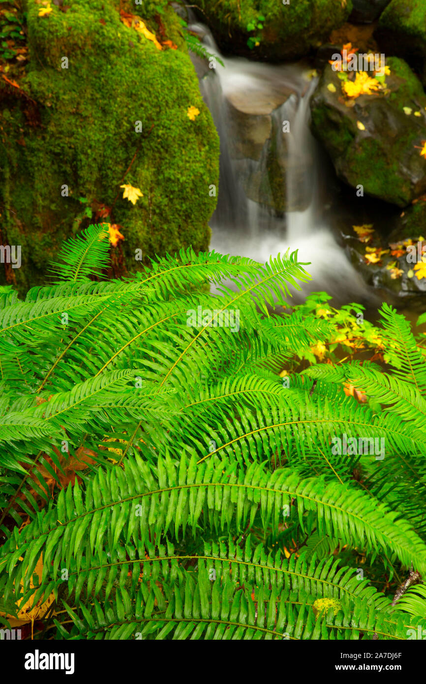 Nebenfluss Creek in der Nähe von South Fork Coquille River, Siskiyou National Forest, Oregon Stockfoto