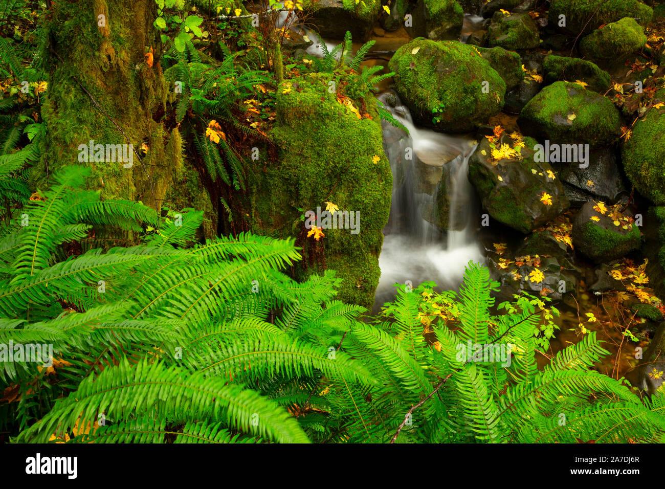 Nebenfluss Creek in der Nähe von South Fork Coquille River, Siskiyou National Forest, Oregon Stockfoto