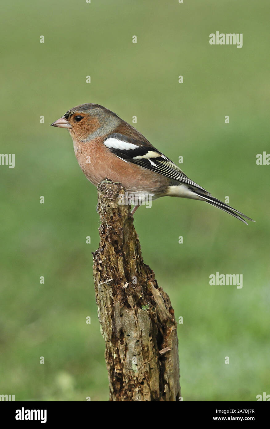 Gemeinsame Buchfink (Fringilla coelebs) erwachsenen männlichen thront auf post Eccles-on-Sea, Norfolk, Großbritannien Oktober Stockfoto