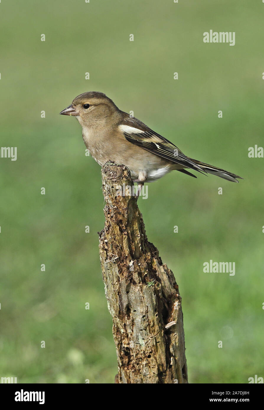 Gemeinsame Buchfink (Fringilla coelebs) erwachsenen weiblichen thront auf post Eccles-on-Sea, Norfolk, Großbritannien Oktober Stockfoto