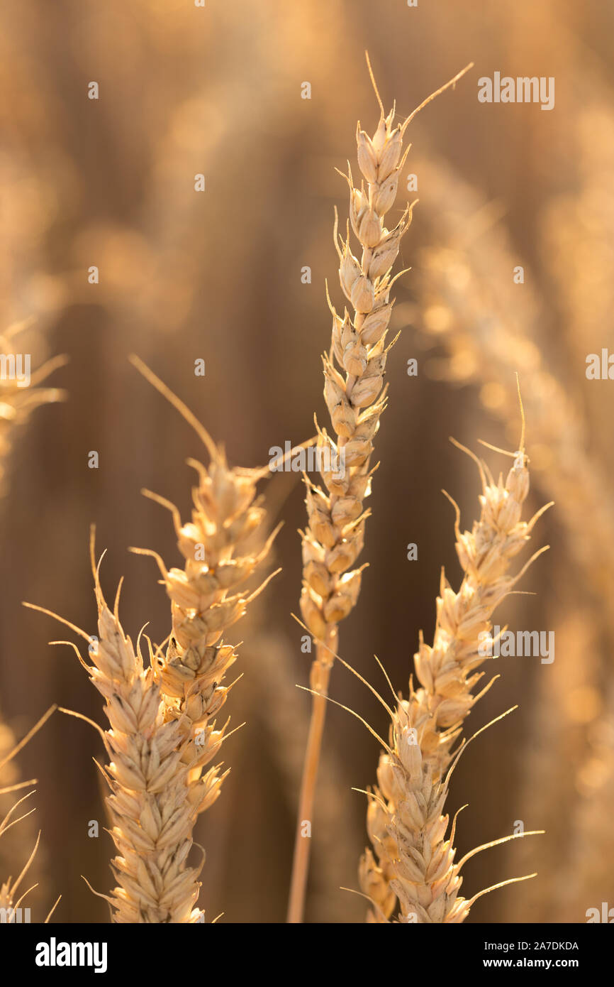 Mehrere große Weizenähren, die den Himmel unter der Hintergrundbeleuchtung, heißen Sommer Abend ausdehnen. Stockfoto
