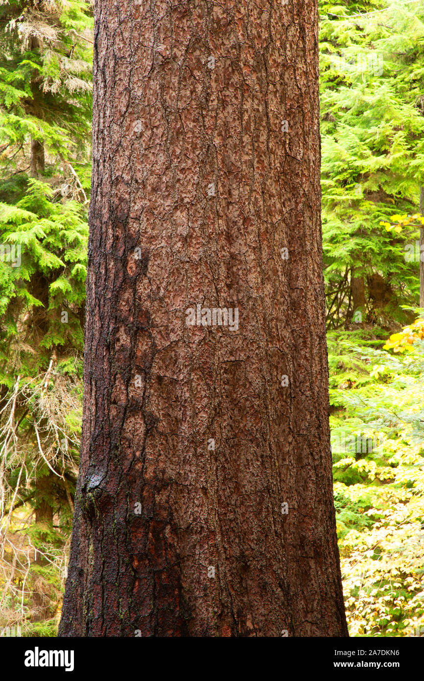 Die weltweit höchsten Sugar Pine, Umpqua National Forest, Oregon Stockfoto