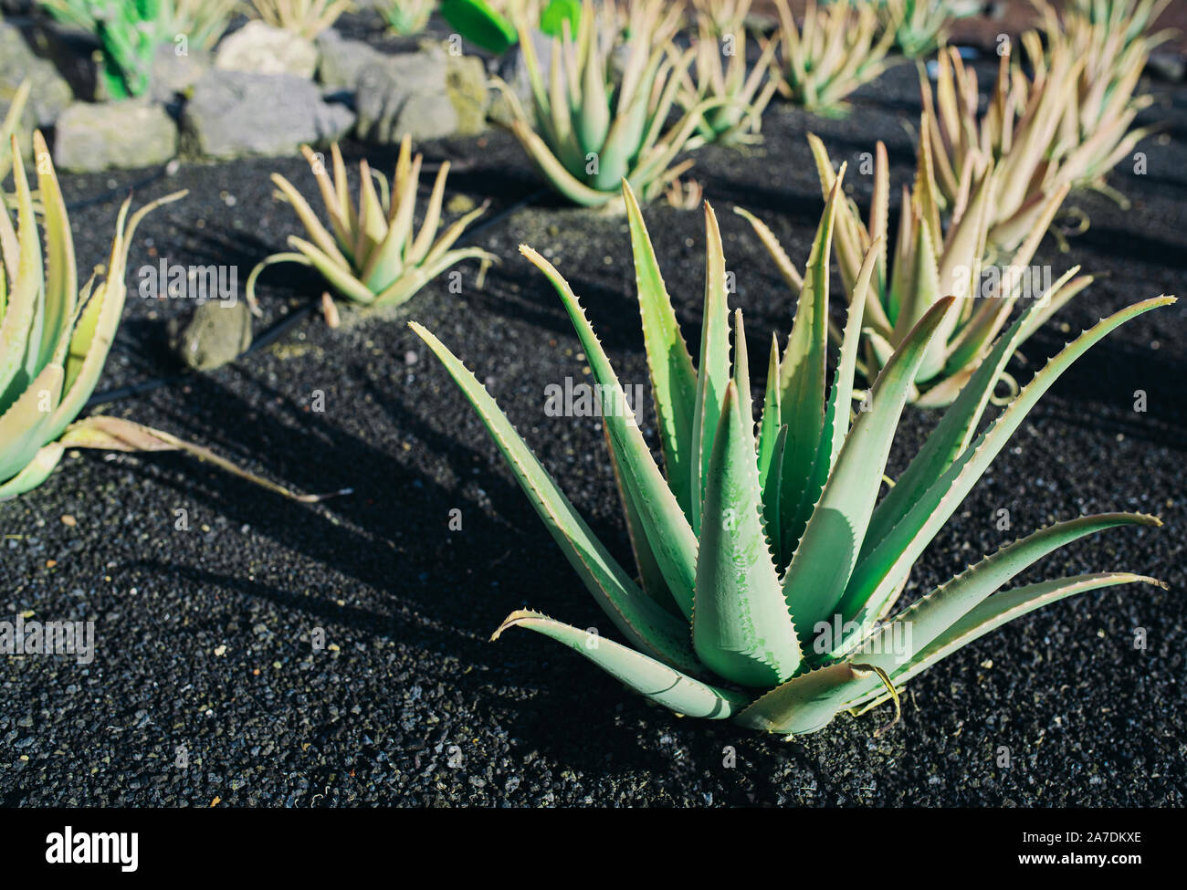 Close-up Aloe Vera Pflanzen in einer Reihe auf dunklen vulkanischen Boden Stockfoto