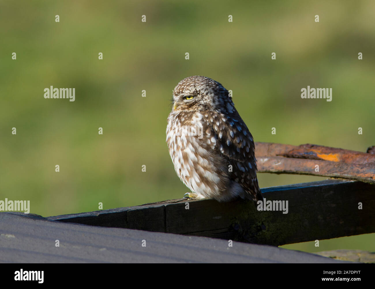 Steinkauz (Athene noctua) saß auf dem Dach eines alten Scheune mit Rost Wellblech. Stockfoto
