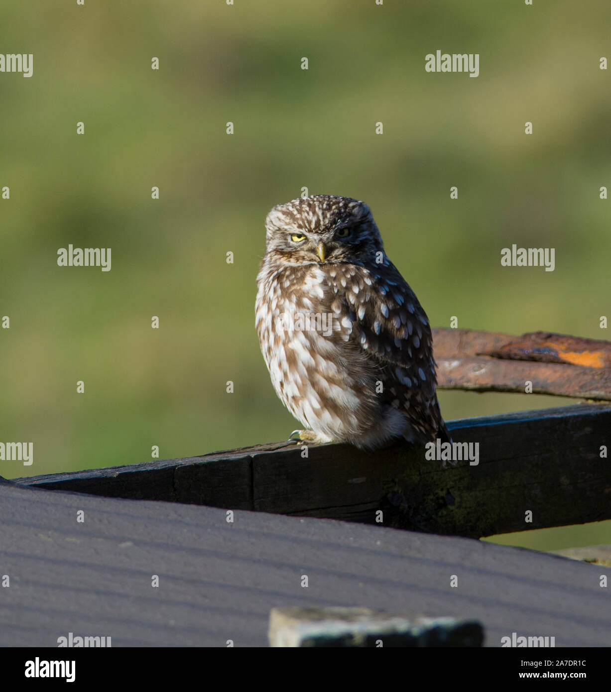 Steinkauz (Athene noctua) saß auf dem Dach eines alten Scheune mit Rost Wellblech. Stockfoto
