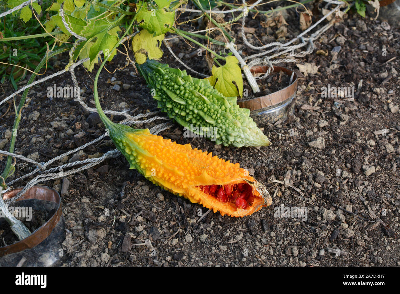 Überreife orange bitter Melone, rot Samen, neben dem grünen unreifen bitteren Kürbis Stockfoto