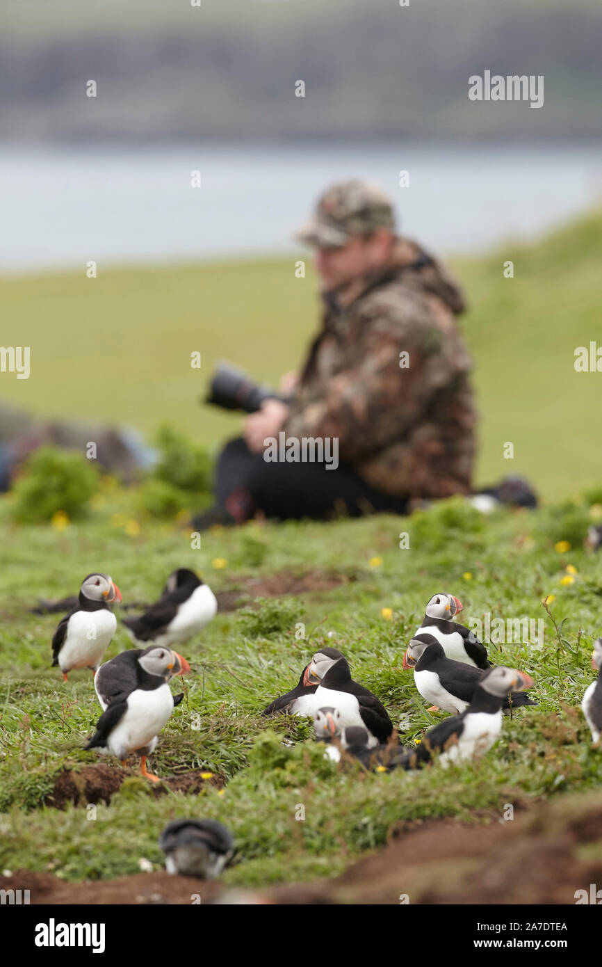 Naturfotograf Papageientaucher fotografieren, Fratercula arctica, Lunga Treshnish-inseln, Innere Hebriden, Schottland, Großbritannien Stockfoto