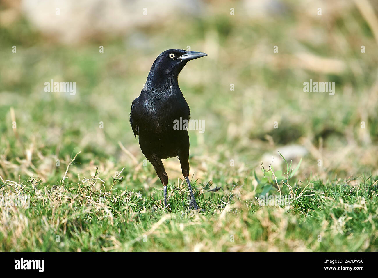 Männliche Boot-tailed Grackle (Quiscalus major) entlang der Kante des Lago de Chapala, Jocotopec, Jalisco, Mexiko Stockfoto